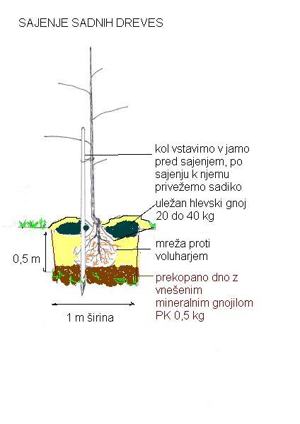 Sajenje_sadnega_drevja_0003.jpg
