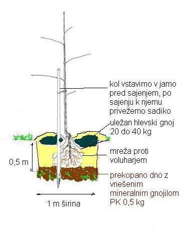 Najboljse sadjarstvo na dolenjskem